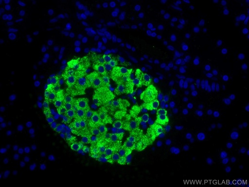 [67284-1-IG-20UL] Ins1 Monoclonal antibody
