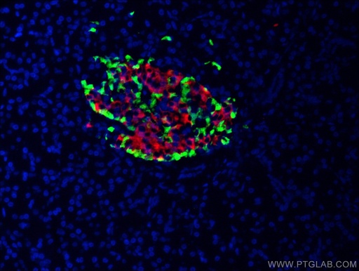 [67286-1-IG-20UL] Glucagon Monoclonal antibody