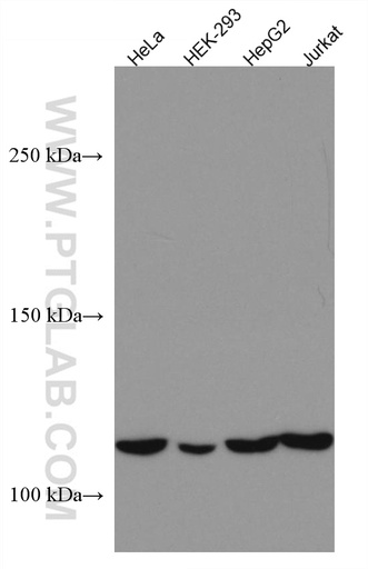 [67287-1-IG-150UL] DAAM1 Monoclonal antibody