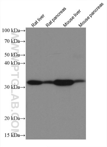 [67294-1-IG-150UL] GNMT Monoclonal antibody