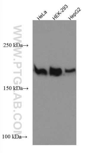 [67296-1-IG-20UL] DOCK1 Monoclonal antibody