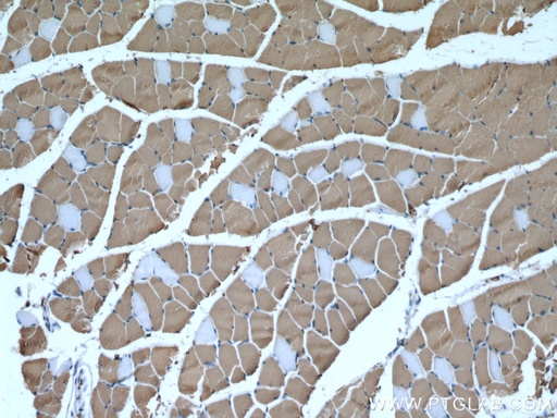 [67299-1-IG-20UL] MYH1 Monoclonal antibody