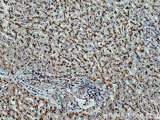 [67300-1-IG-20UL] CD107a Monoclonal antibody