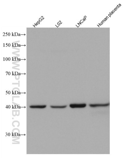 [67305-1-IG-150UL] PURA Monoclonal antibody