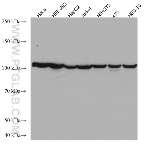 [67306-1-IG-150UL] CSE1L Monoclonal antibody
