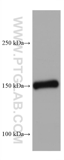 [67310-1-IG-20UL] Entactin Monoclonal antibody