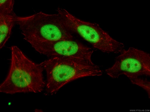 [67313-1-IG-20UL] SSRP1 Monoclonal antibody