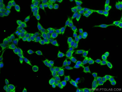 [67314-1-IG-20UL] TRIM25 Monoclonal antibody