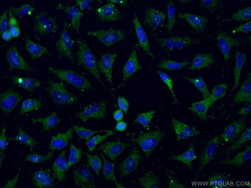 [67315-1-IG-20UL] TRAF2 Monoclonal antibody