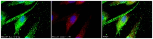 [67316-1-IG-20UL] ARL2BP Monoclonal antibody