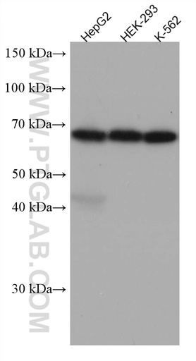 [67326-1-IG-150UL] Arp5/ACTR5 Monoclonal antibody
