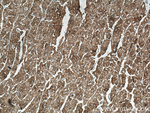 [67327-1-IG-150UL] HSP20 Monoclonal antibody
