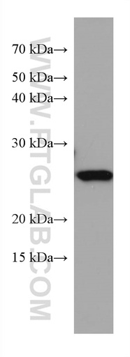 [67328-1-IG-20UL] NICN1 Monoclonal antibody