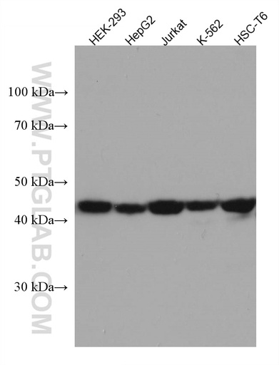 [67333-1-IG-150UL] MAP2K4 Monoclonal antibody