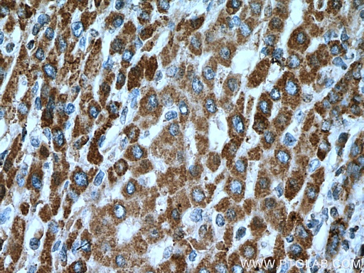 [67334-1-IG-150UL] ACSM5 Monoclonal antibody