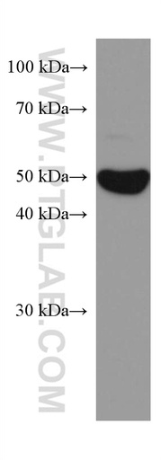 [67336-1-IG-20UL] ODC1 Monoclonal antibody