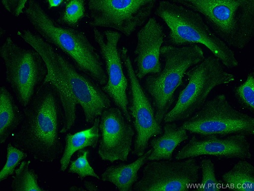 [67338-1-IG-20UL] PSMD9 Monoclonal antibody