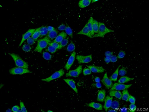 [67341-1-IG-150UL] ATG7 Monoclonal antibody