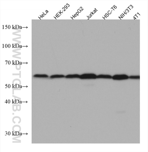 [67343-1-IG-20UL] SMAD2 Monoclonal antibody