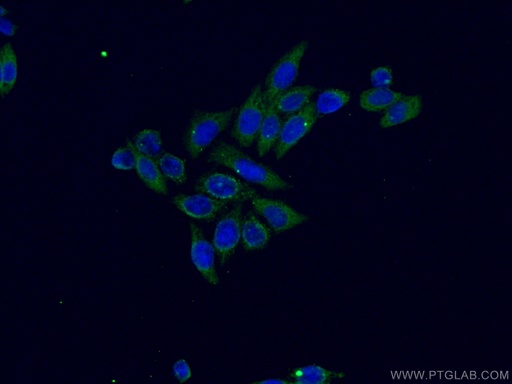 [67346-1-IG-20UL] PTGS1 Monoclonal antibody