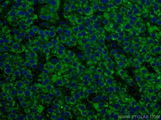 [67347-1-IG-150UL] ALDH5A1 Monoclonal antibody
