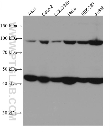 [67350-1-IG-20UL] MLH1 Monoclonal antibody