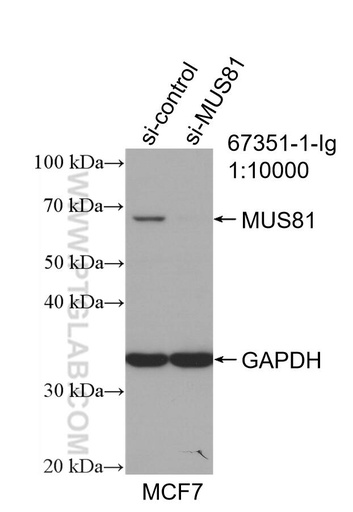 [67351-1-IG-20UL] MUS81 Monoclonal antibody