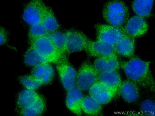 [67352-1-IG-150UL] SEC63 Monoclonal antibody