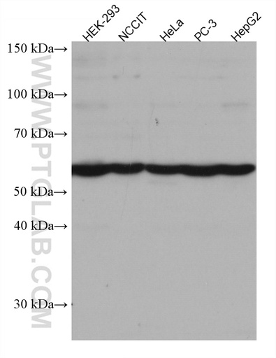 [67361-1-IG-150UL] SPAST Monoclonal antibody