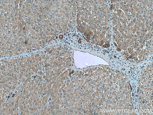[67363-1-IG-150UL] NHE1 Monoclonal antibody
