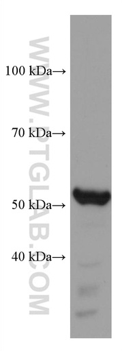 [67371-1-IG-150UL] TBXAS1 Monoclonal antibody