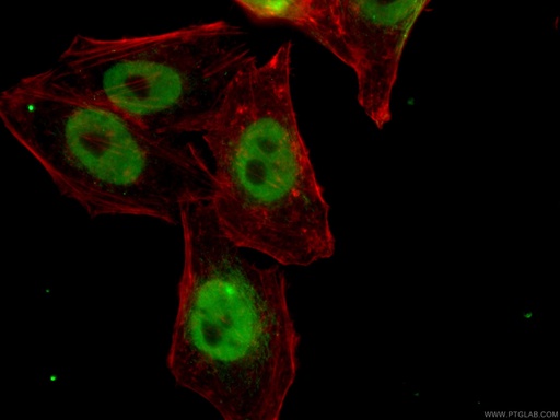 [67375-1-IG-20UL] HNRNPH1 Monoclonal antibody