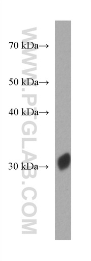 [67378-1-IG-150UL] Red fluorescent protein Monoclonal antibody