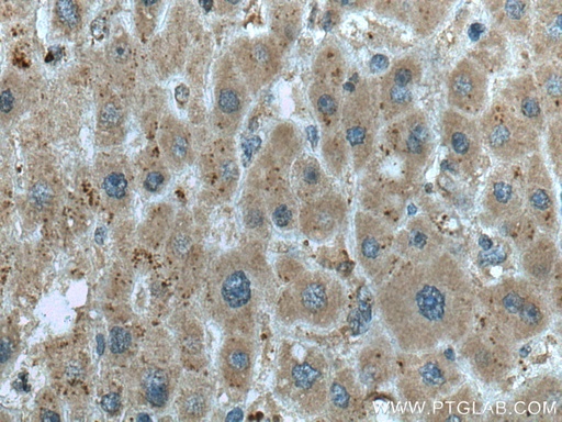 [67379-1-IG-150UL] SEC11A Monoclonal antibody