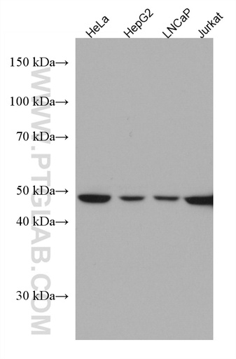 [67385-1-IG-150UL] UBAC1 Monoclonal antibody
