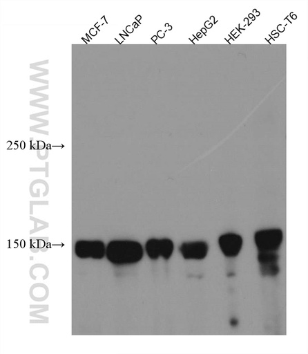 [67387-1-IG-150UL] ZO-2 Monoclonal antibody
