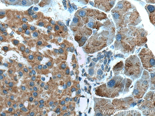 [67389-1-IG-150UL] ZG16 Monoclonal antibody