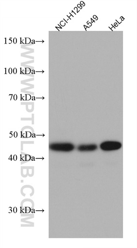 [67395-1-IG-20UL] RBMS2 Monoclonal antibody