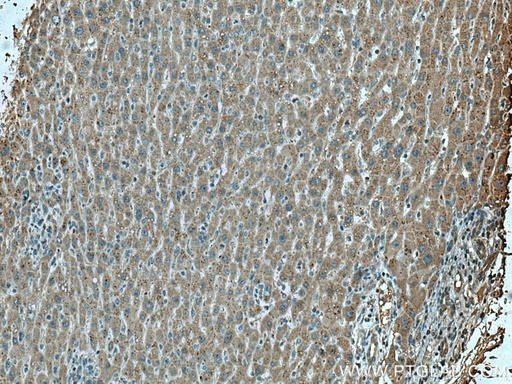 [67399-1-IG-20UL] LACTB2 Monoclonal antibody