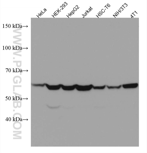 [67400-1-IG-150UL] CCT5 Monoclonal antibody