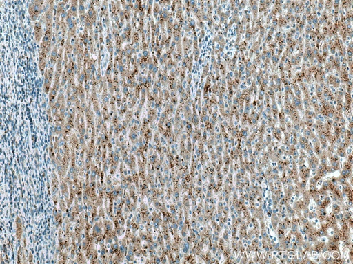 [67404-1-IG-20UL] VPS54 Monoclonal antibody
