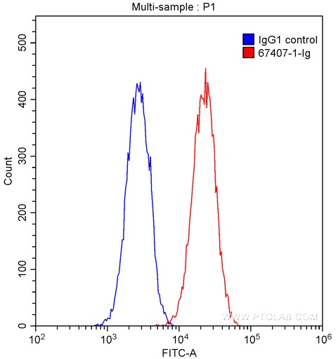 [67407-1-IG-20UL] VEGFR2 Monoclonal antibody