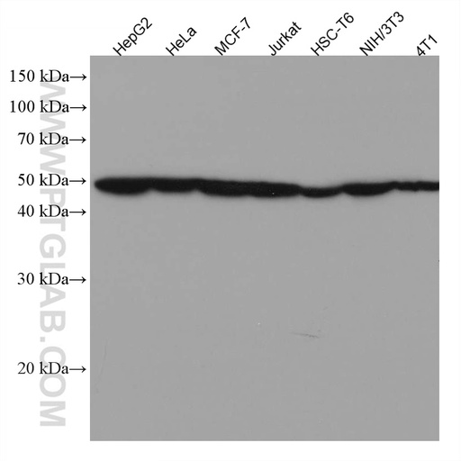 [67408-1-IG-150UL] MAT1A Monoclonal antibody