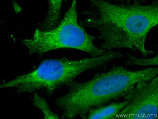 [67410-1-IG-150UL] MAP2K2 Monoclonal antibody