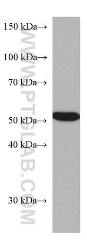 [67412-1-IG-20UL] CAP2 Monoclonal antibody