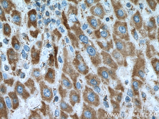 [67414-1-IG-150UL] GRIM19 Monoclonal antibody
