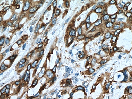 [67416-1-IG-150UL] ERO1L Monoclonal antibody