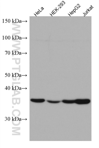 [67422-1-IG-150UL] DNAJB1 Monoclonal antibody