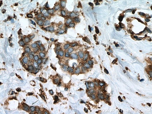 [67426-1-IG-150UL] ERP44 Monoclonal antibody