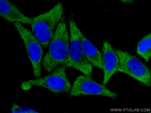 [67428-1-IG-150UL] EIF4G2 Monoclonal antibody